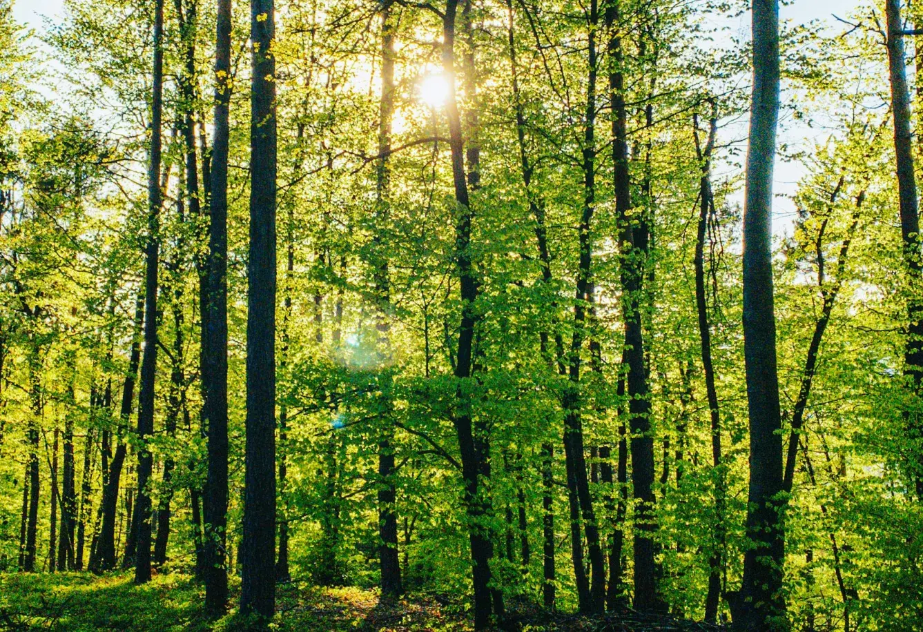 Impervia Sustainable and Eco-Friendly Flooring