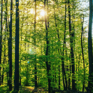 Impervia Sustainable Flooring