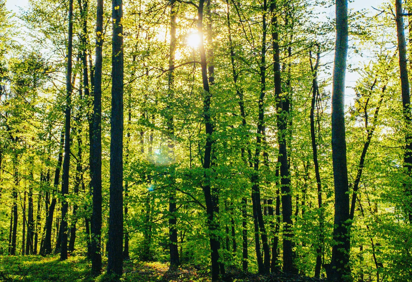 Impervia Sustainable and Eco-Friendly Flooring