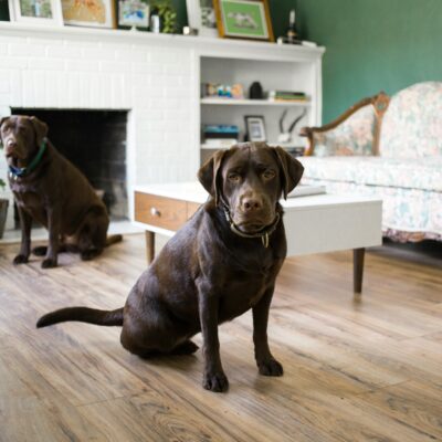 The best flooring for pets