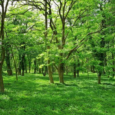commercial sustainable flooring